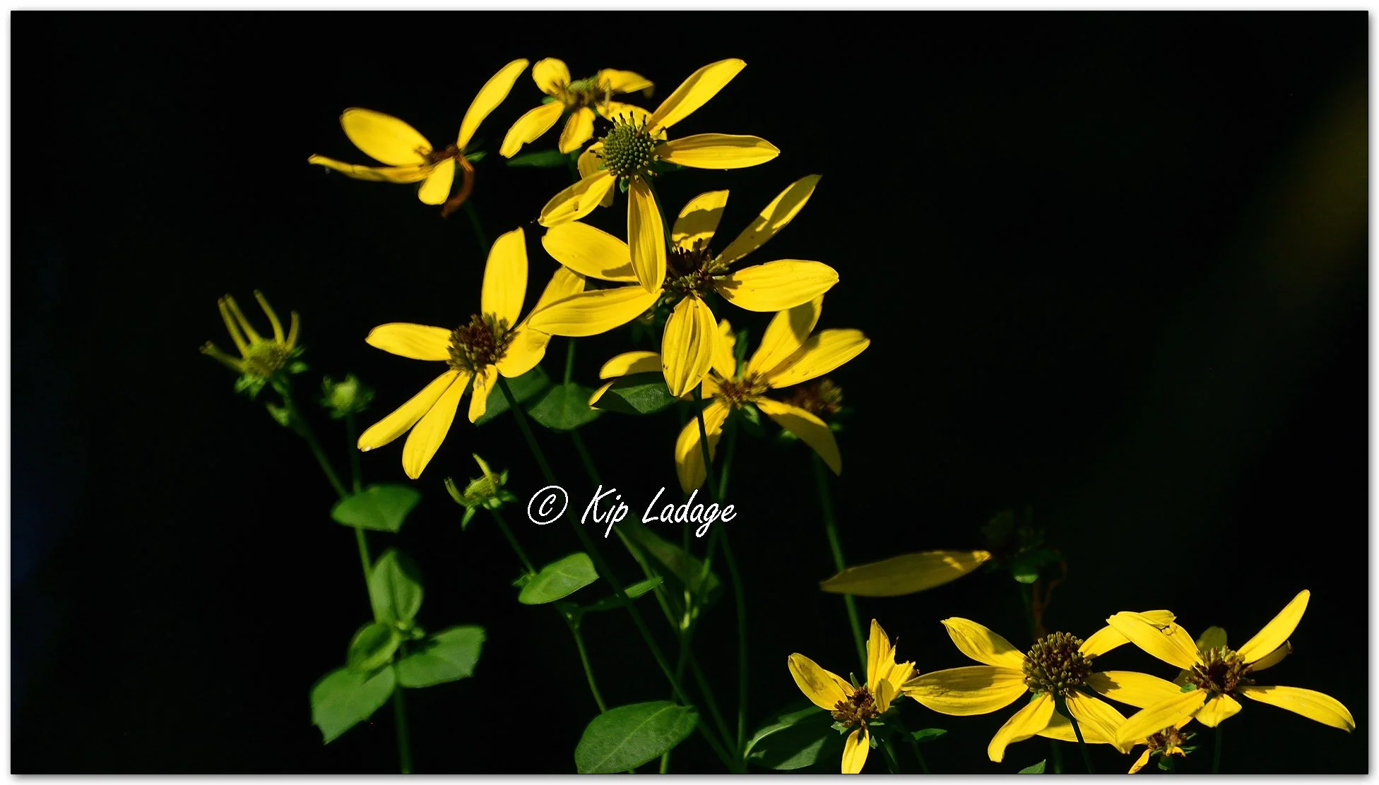 Cutleaf Coneflower - Image 1138822