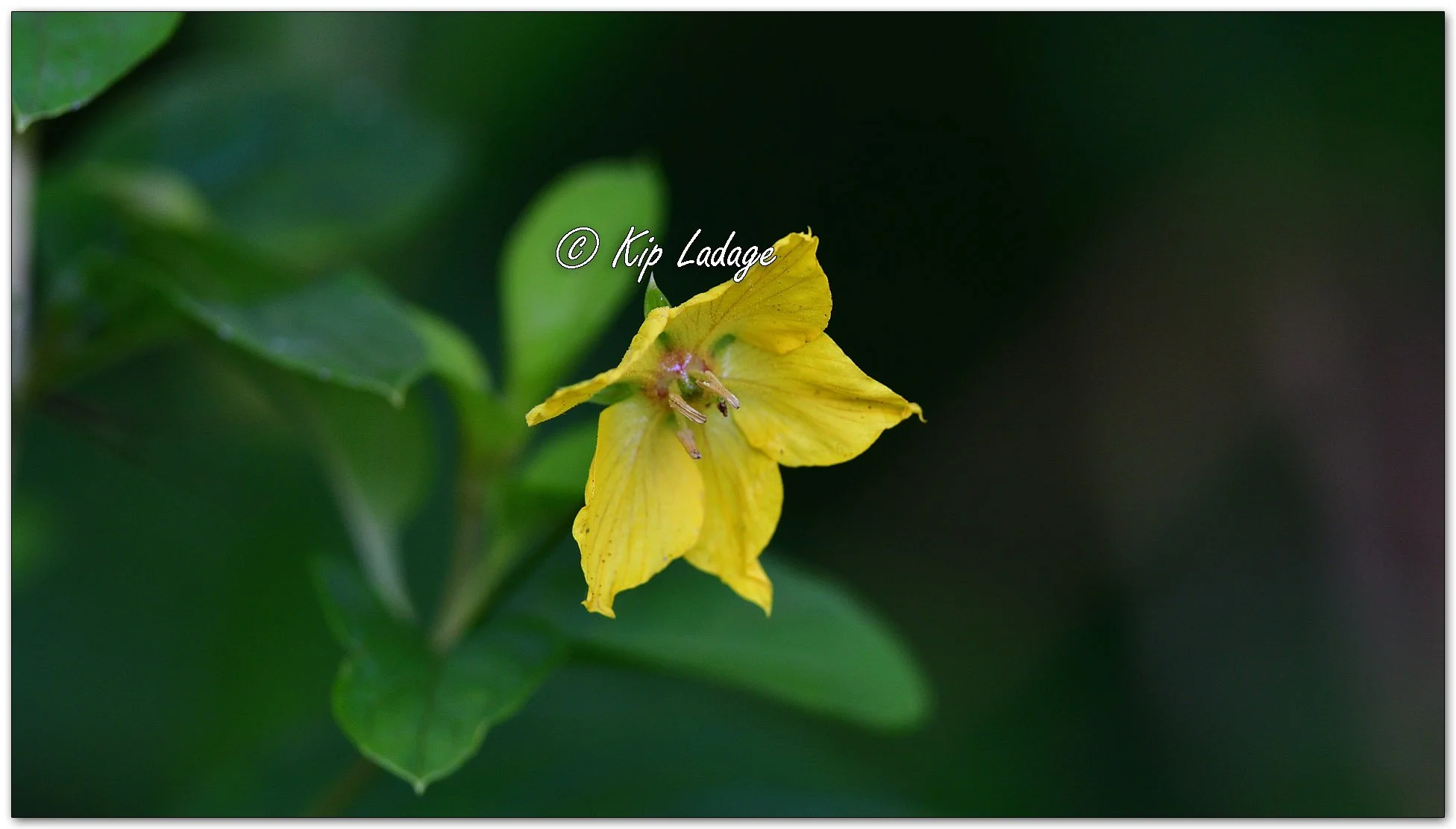 Fringed Loosestrife - Image 1125322