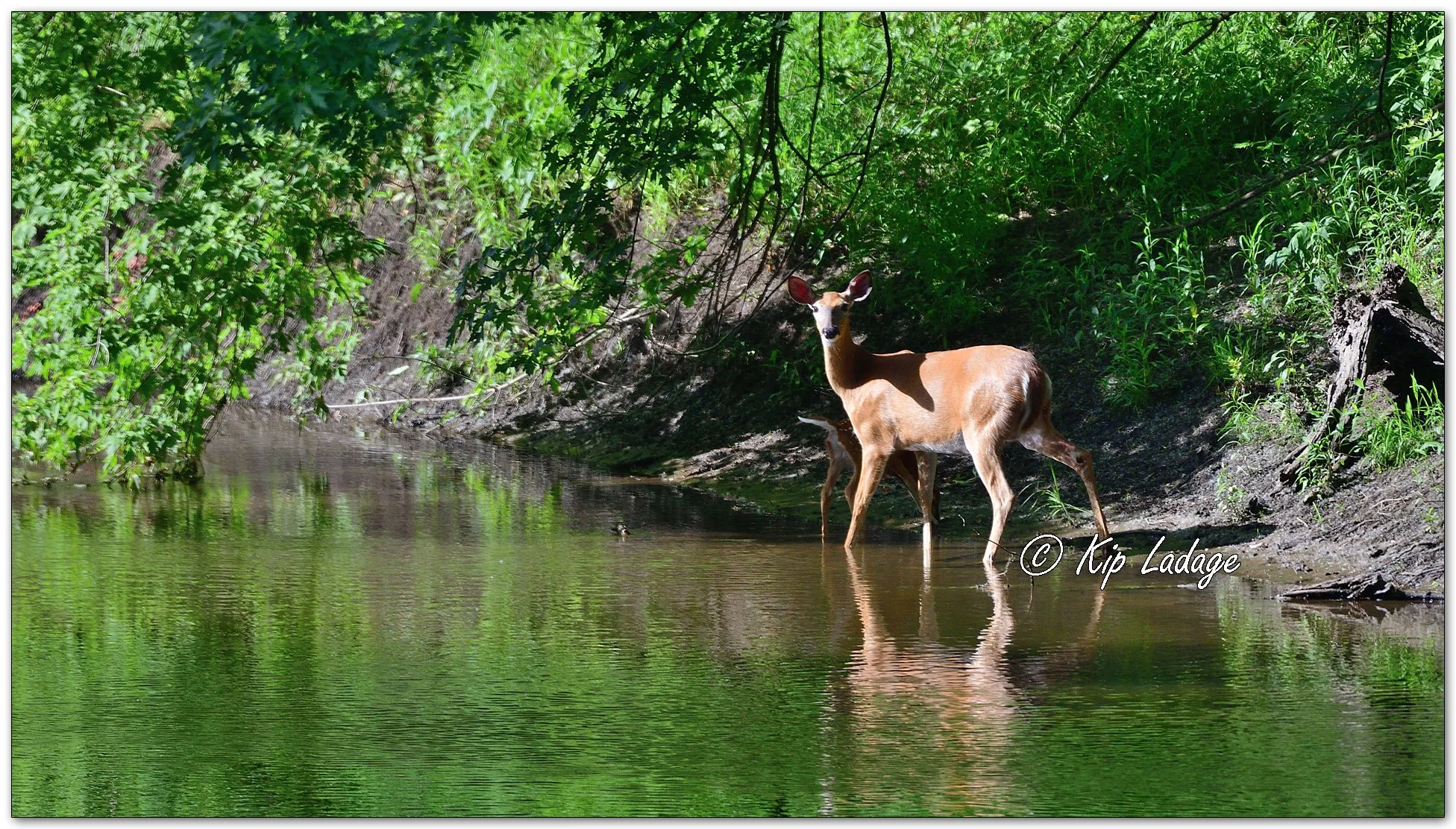 Whitetail Doe with Fawn at River - Image 1101925