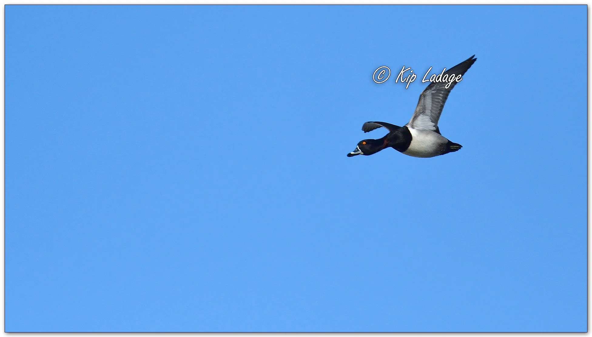 Ring-necked Duck - image 1074510