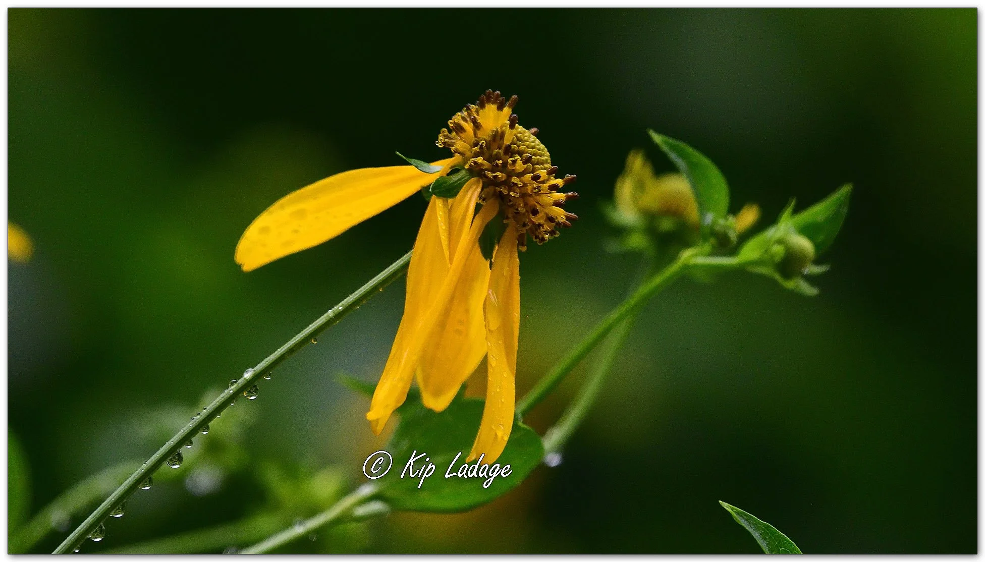 Cutleaf Coneflower in Rain - Image 1129190
