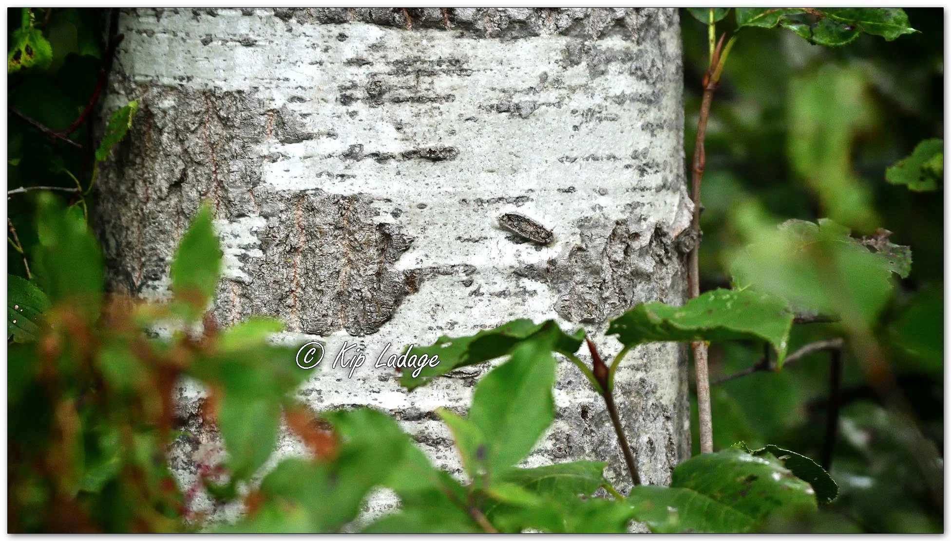 Quaking Aspen - Image 1153272