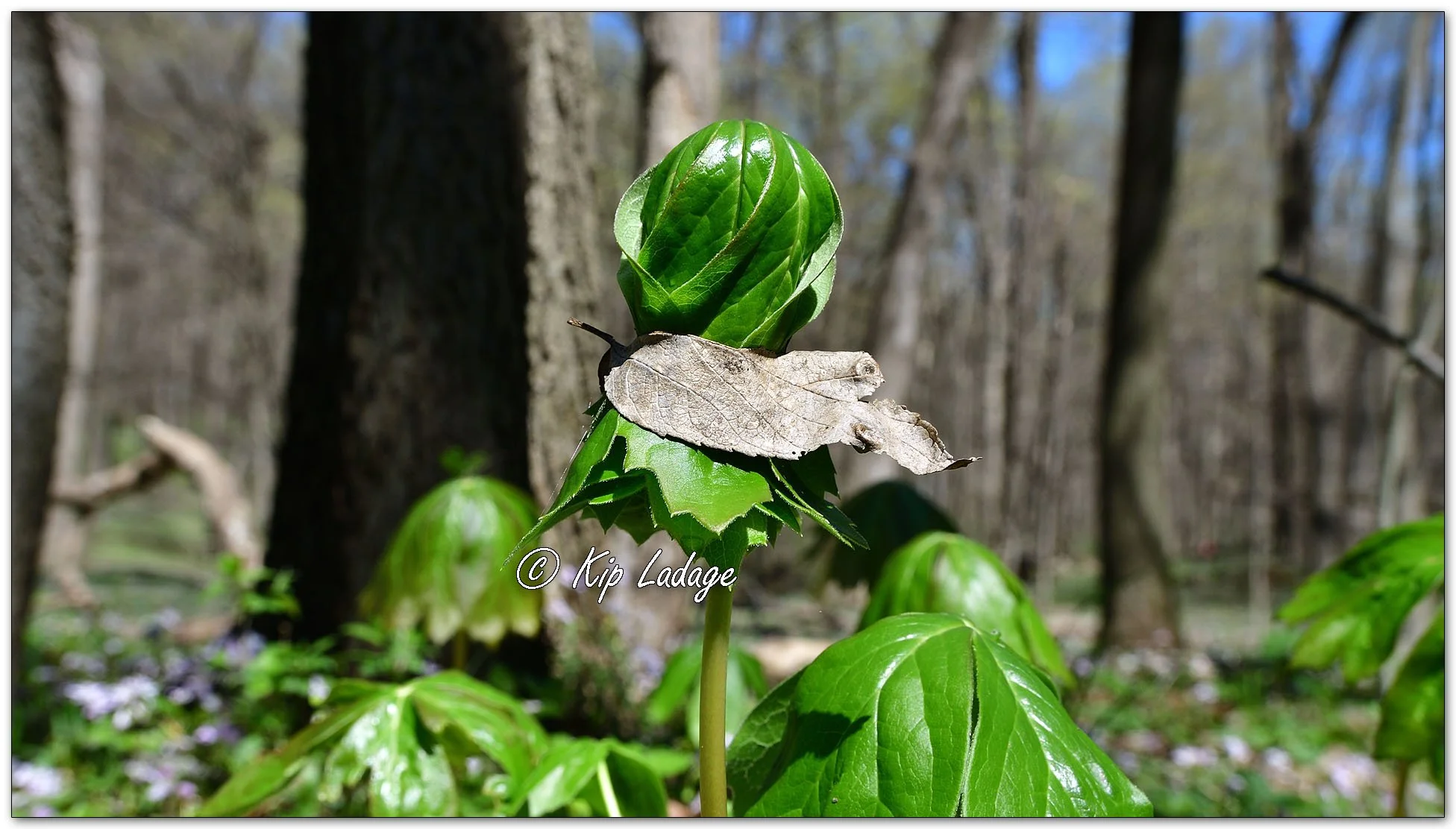 Mayapple with Autumn Leaf - Image 1089398