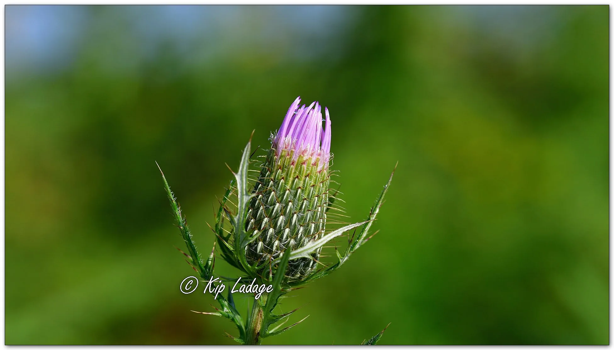 Field Thistle - Image 1139460