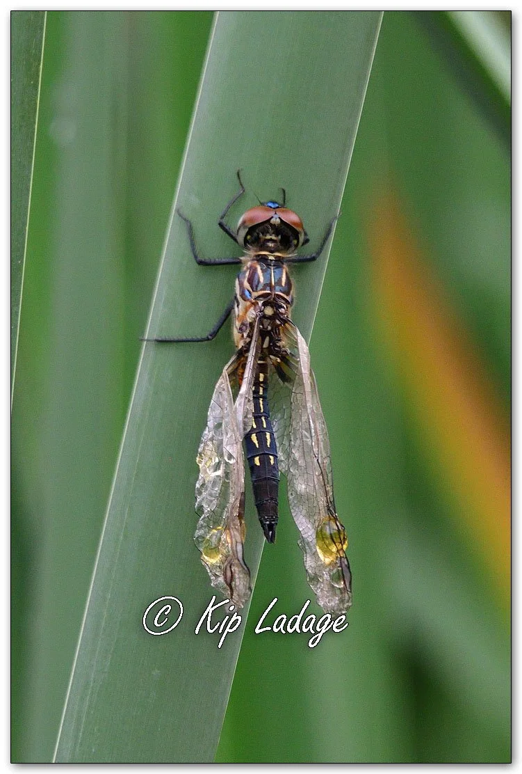 Blue Dasher Dragonfly - Image 1107203