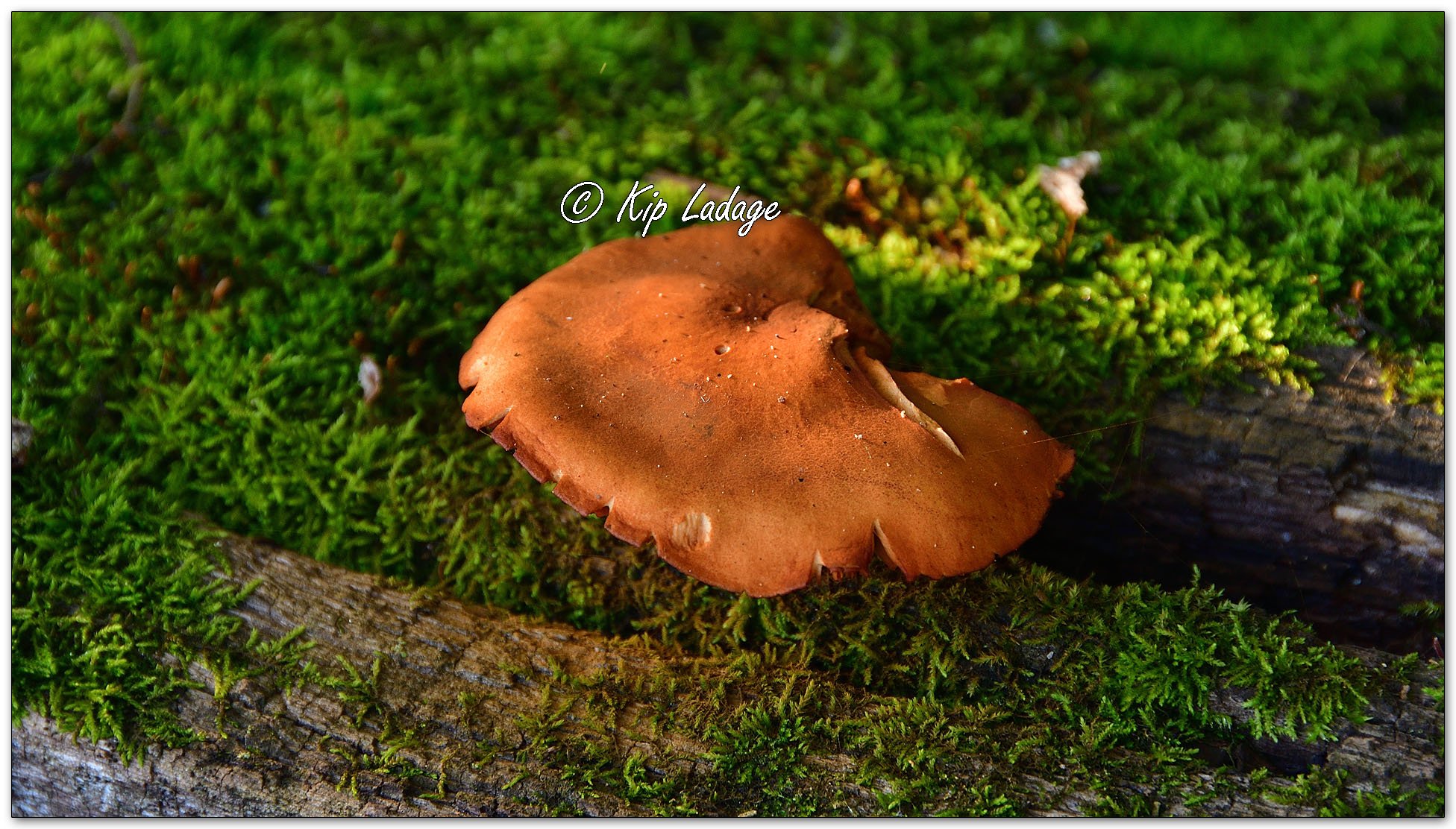 Chestnut Bolete - Image 1122649