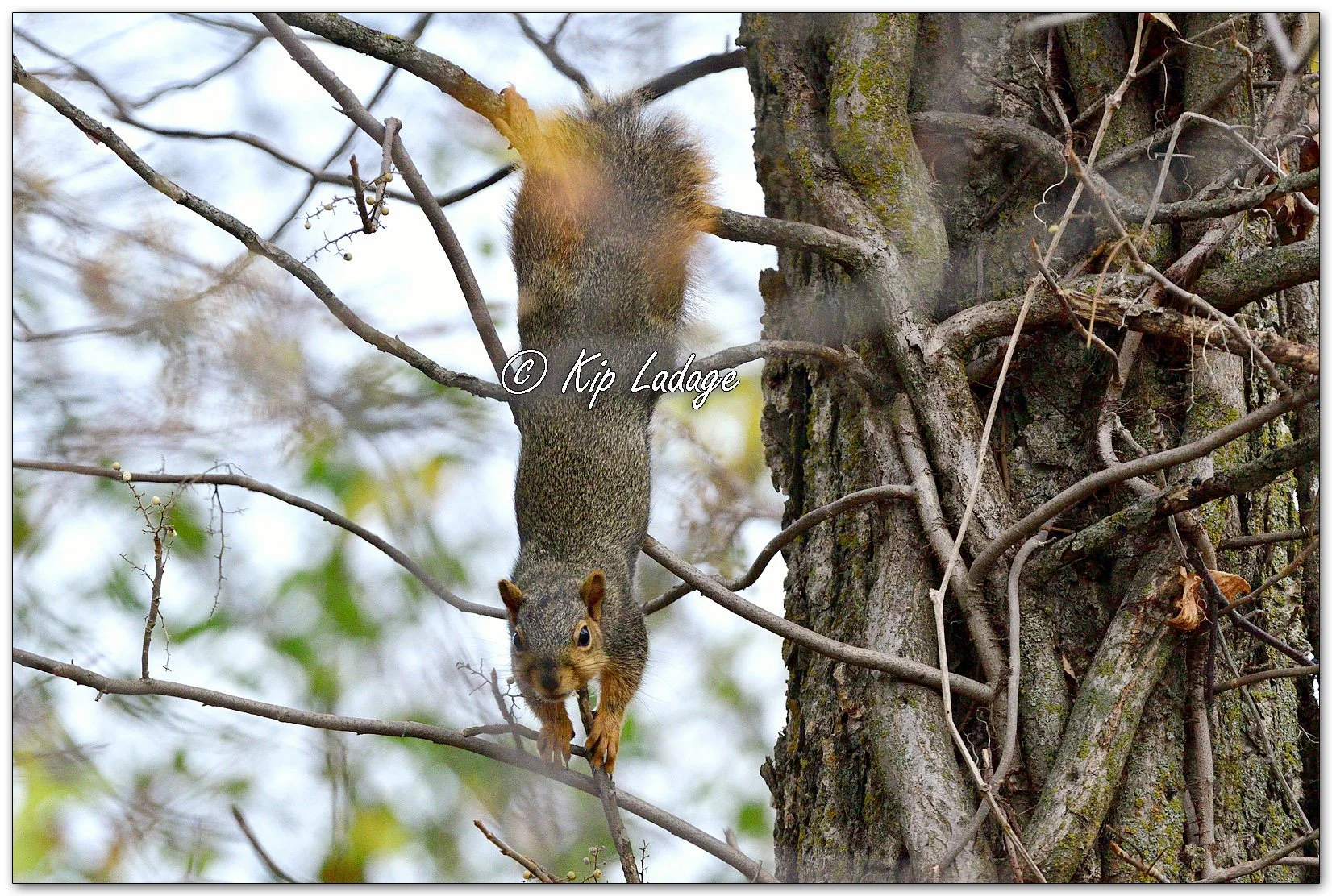 Fox Squirrel Hanging From Tree - Image 1168106