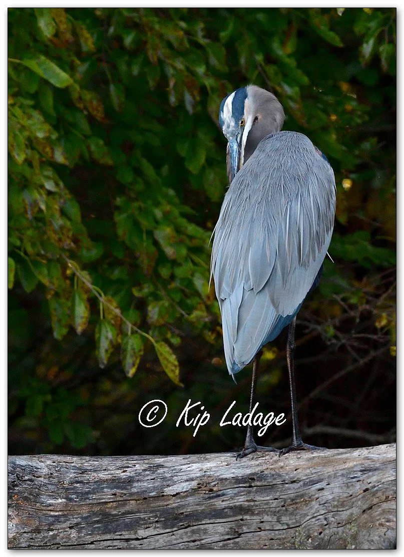 Great Blue Heron - Image 1160644