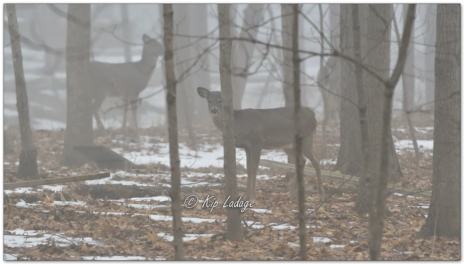 Whitetail Deer in Fog - Image 1054713