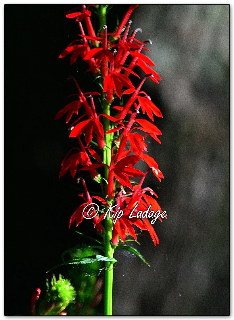 Cardinal Flower - Image 1127660