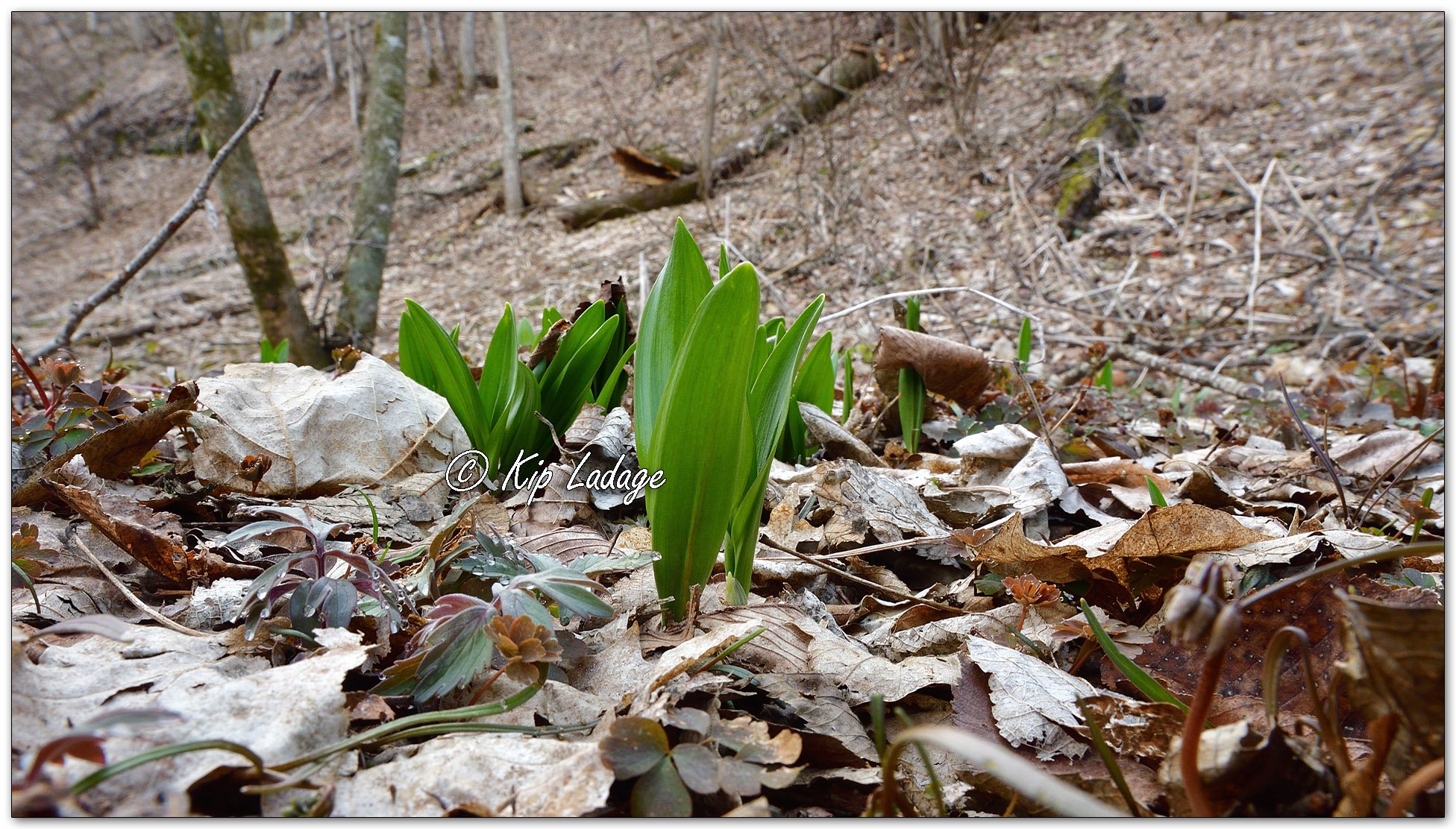 Ramp (Leeks) - Image 1080712