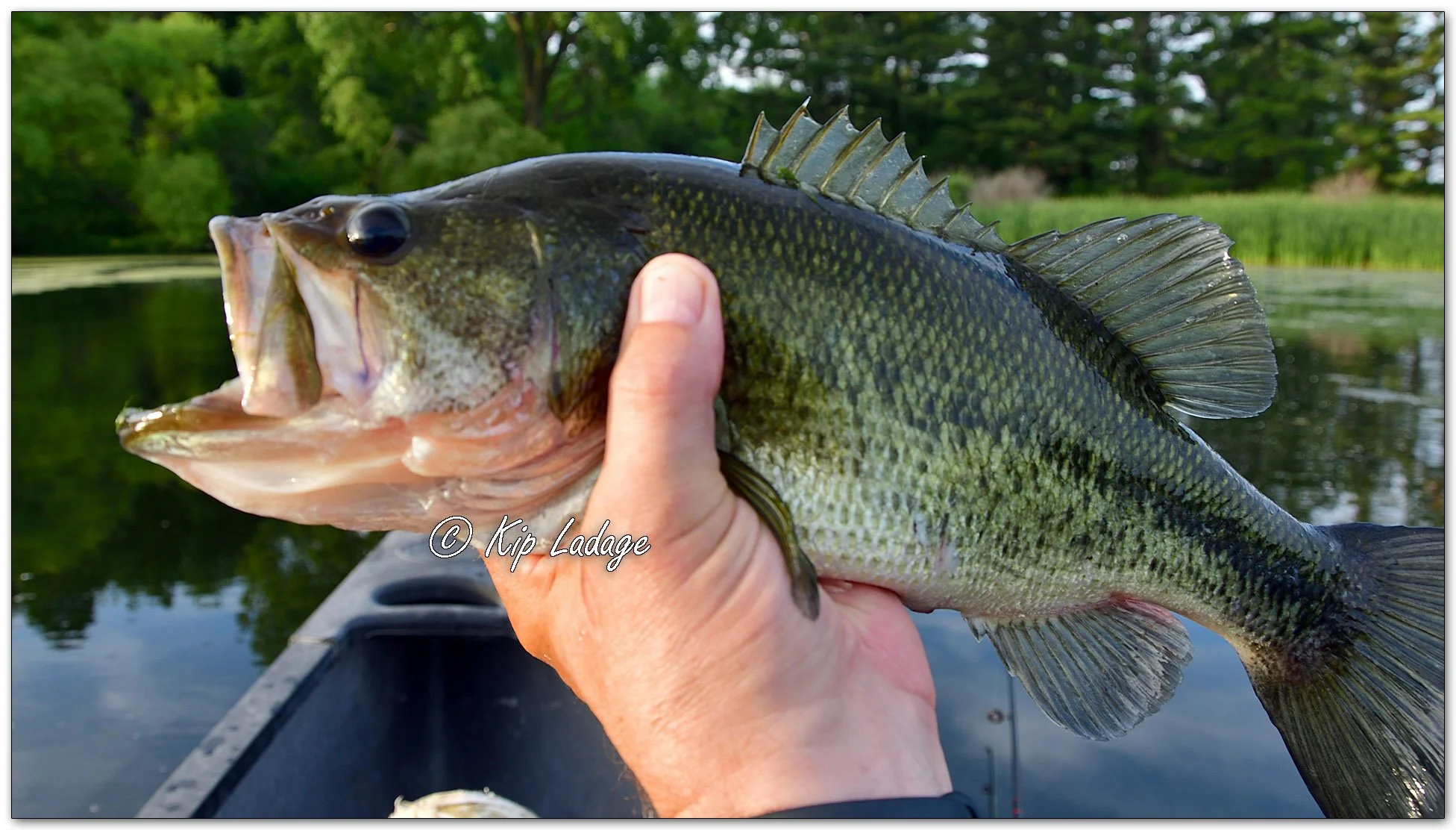 Largemouth Bass - Image 1106553