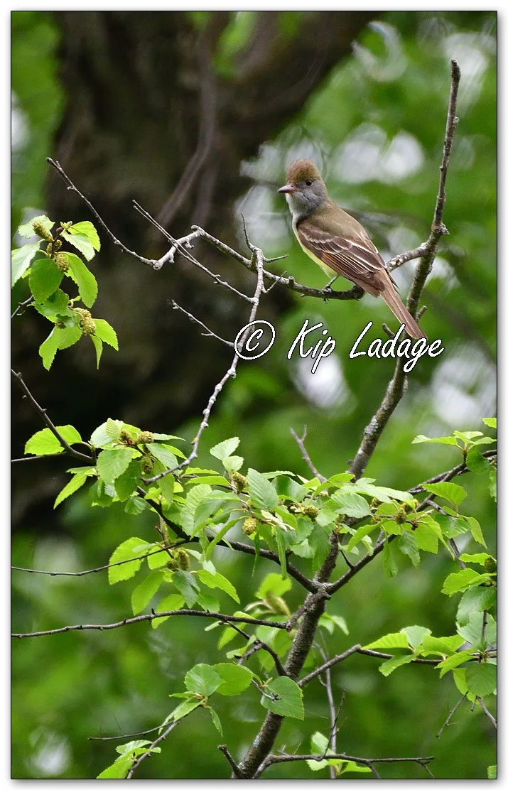 Great Crested Flycatcher - Image 1098717
