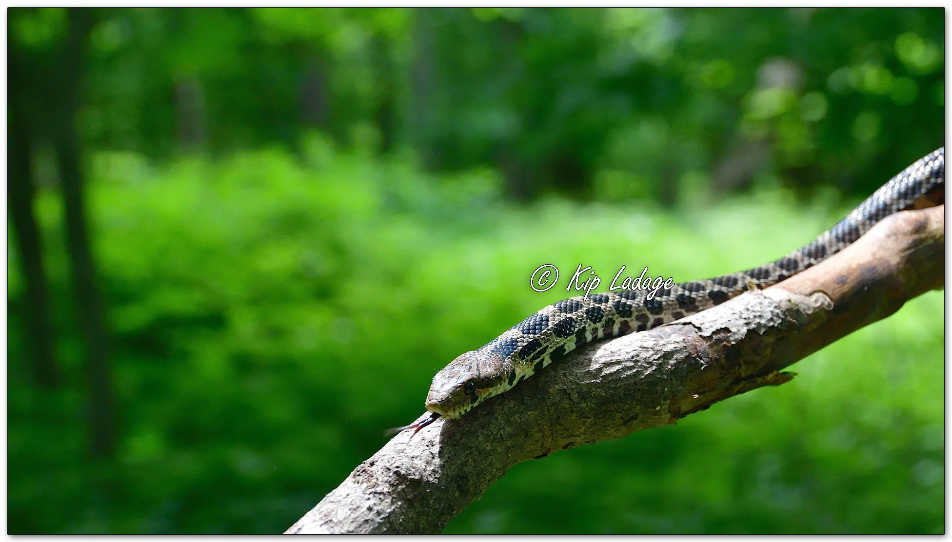 Fox Snake - Image 1101302