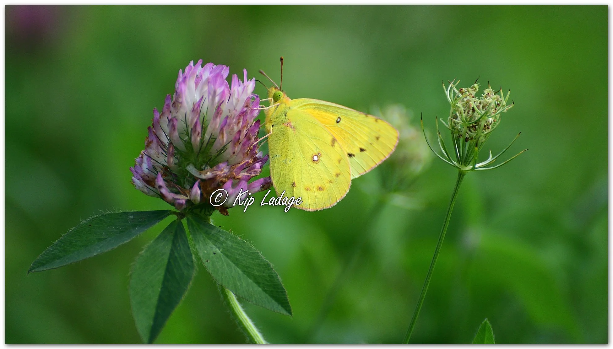 Orange Sulphur Butterfly - Image 1151891