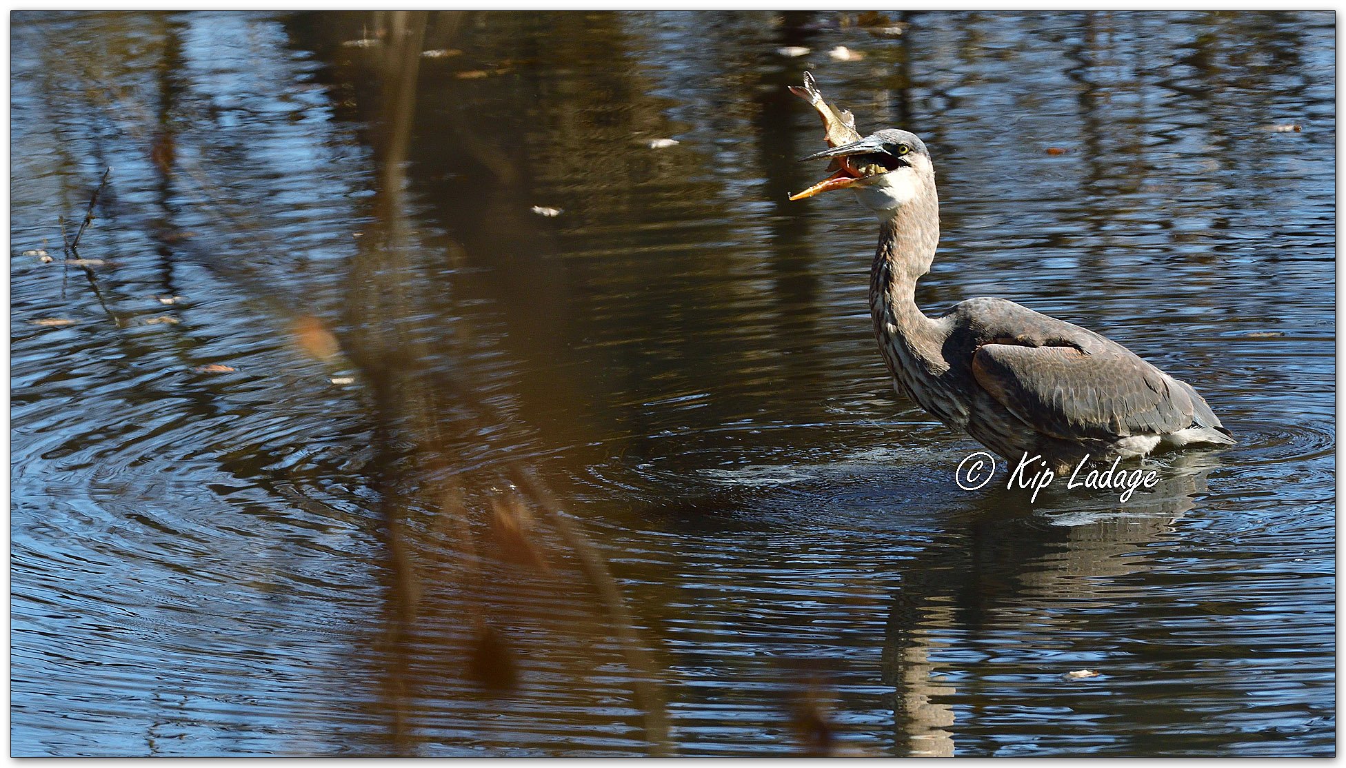 Great Blue Heron with Fish - Image 1044301