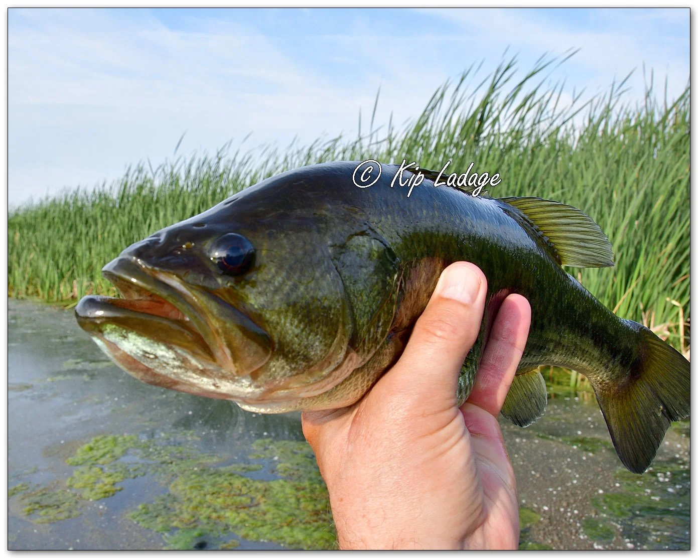 Largemouth Bass - Image 1106580
