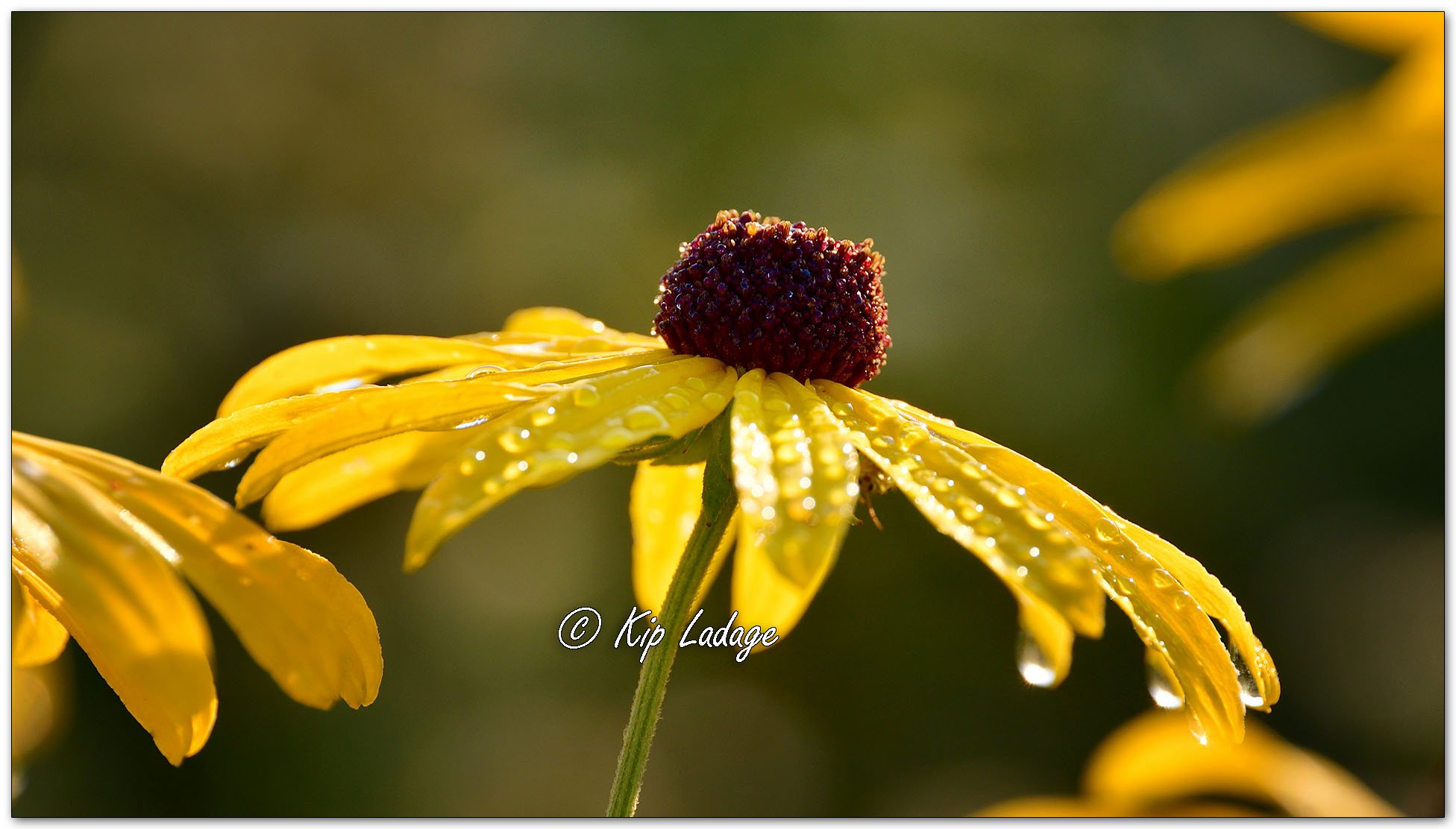 Dew on Black-eyed Susan - Image 1138575