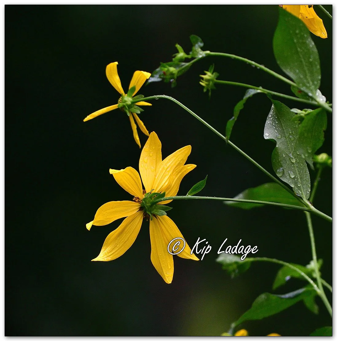 Cutleaf Coneflower in Rain - Image 1129654