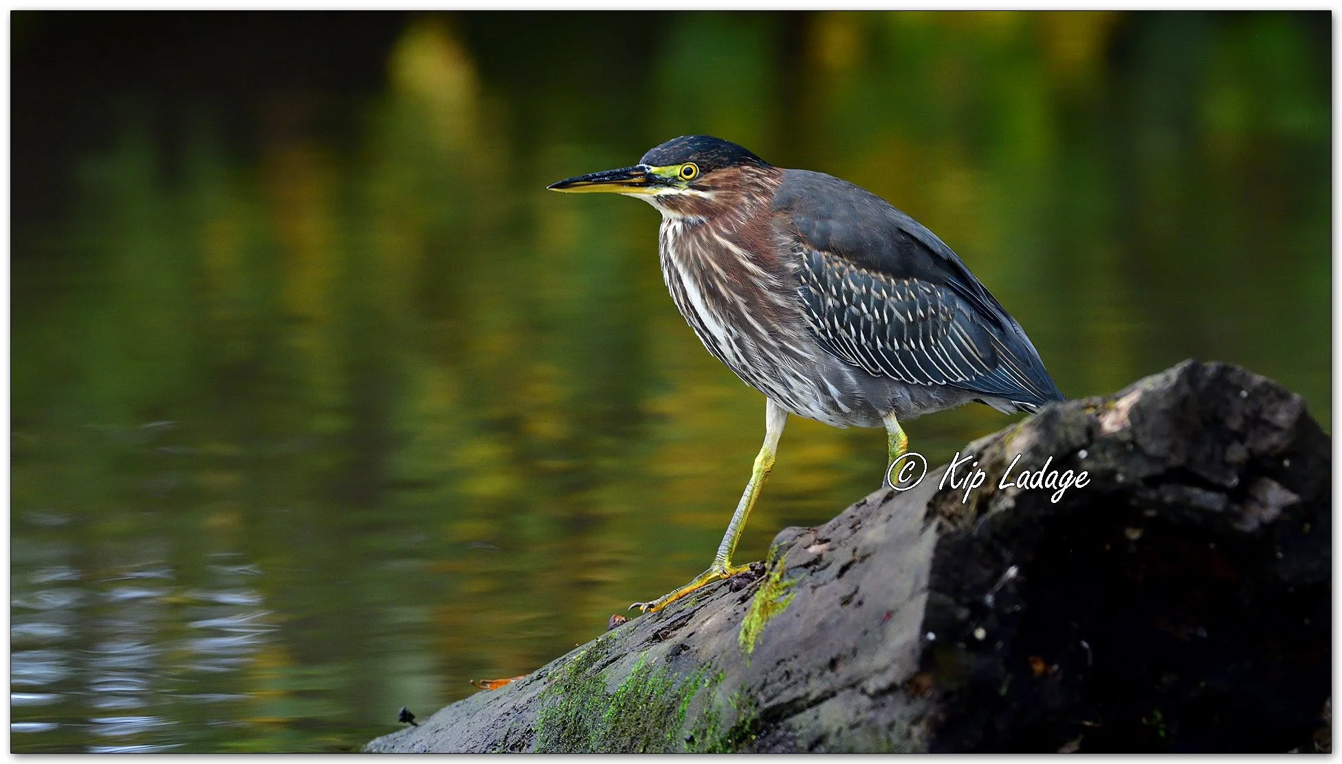 Green Heron - Image 1157736