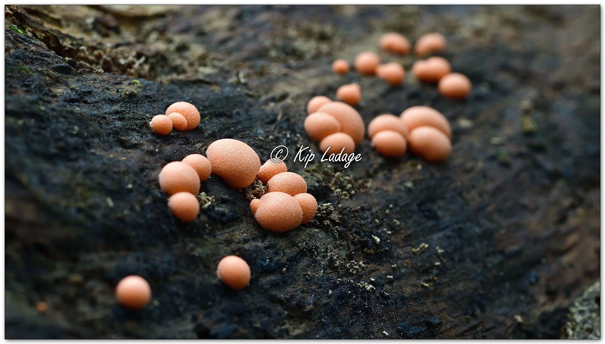 Wolf's Milk Slime Mold - Image 1147973