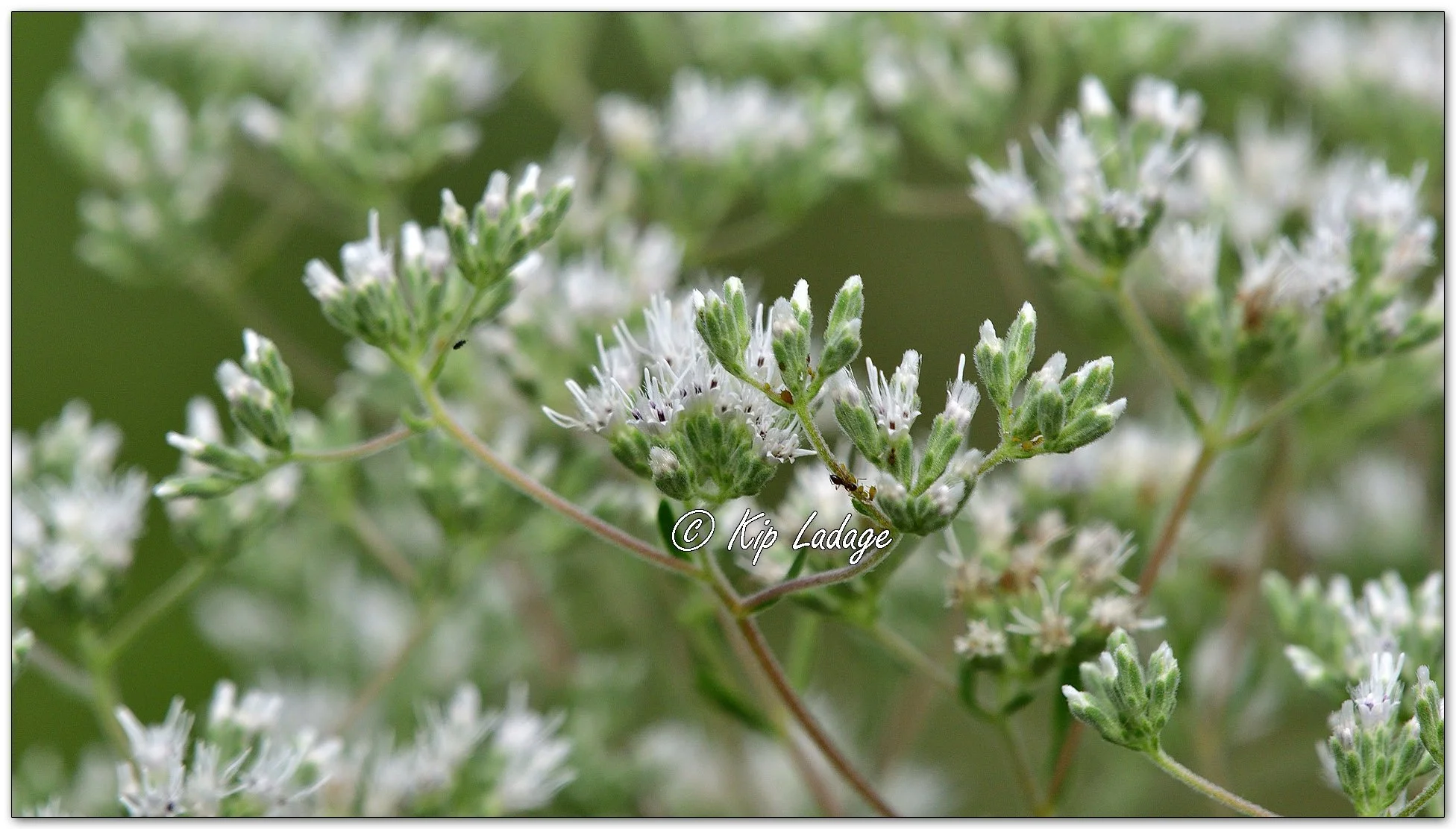 Tall Boneset - Image 1135877