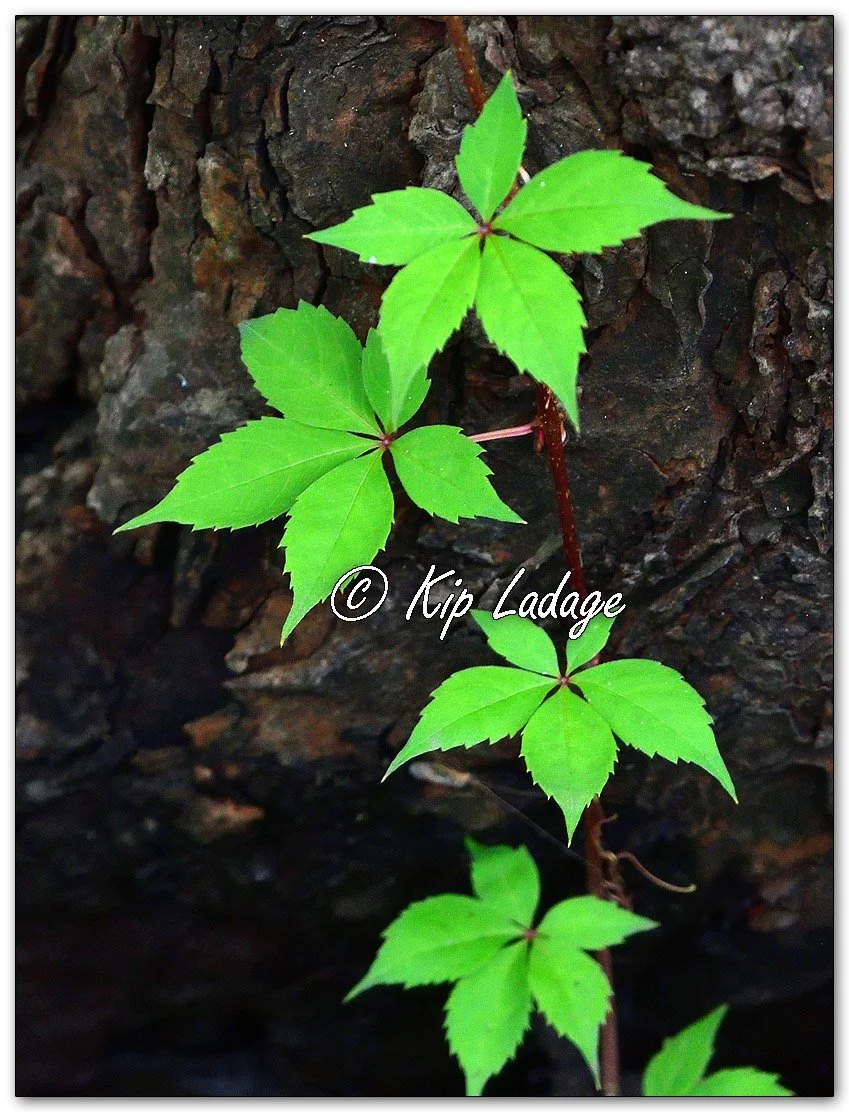 Virginia Creeper - Image 1142887