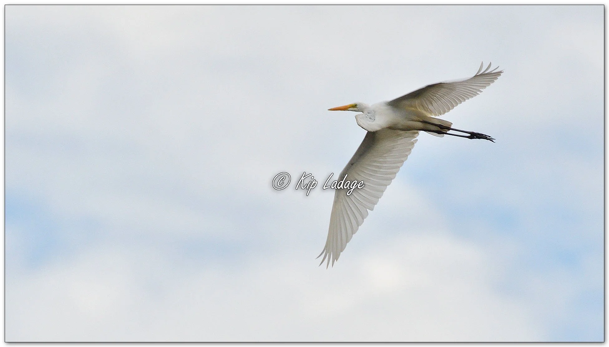Great Egret - Image 1149014