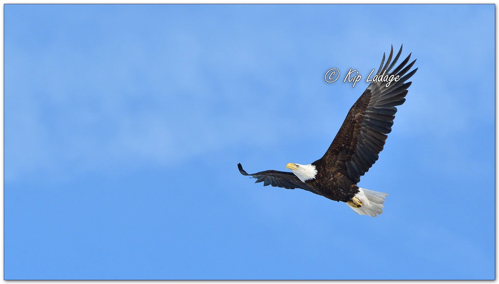 Adult Bald Eagle in Flight - Image 1066352
