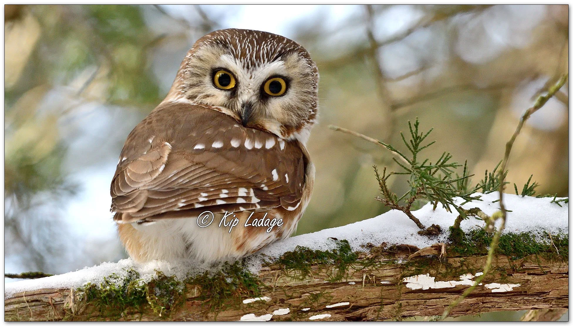 Saw-whet Owl - Image 1073896