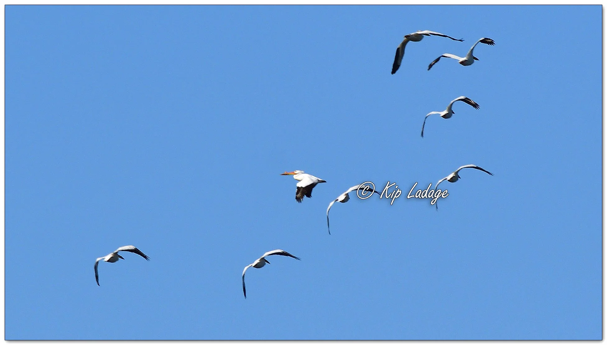 American White Pelicans - Image 1092548