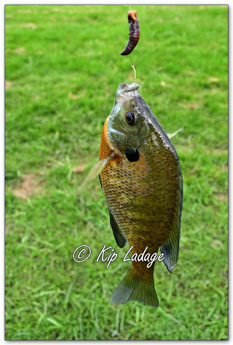 Bluegill - Image 1139117