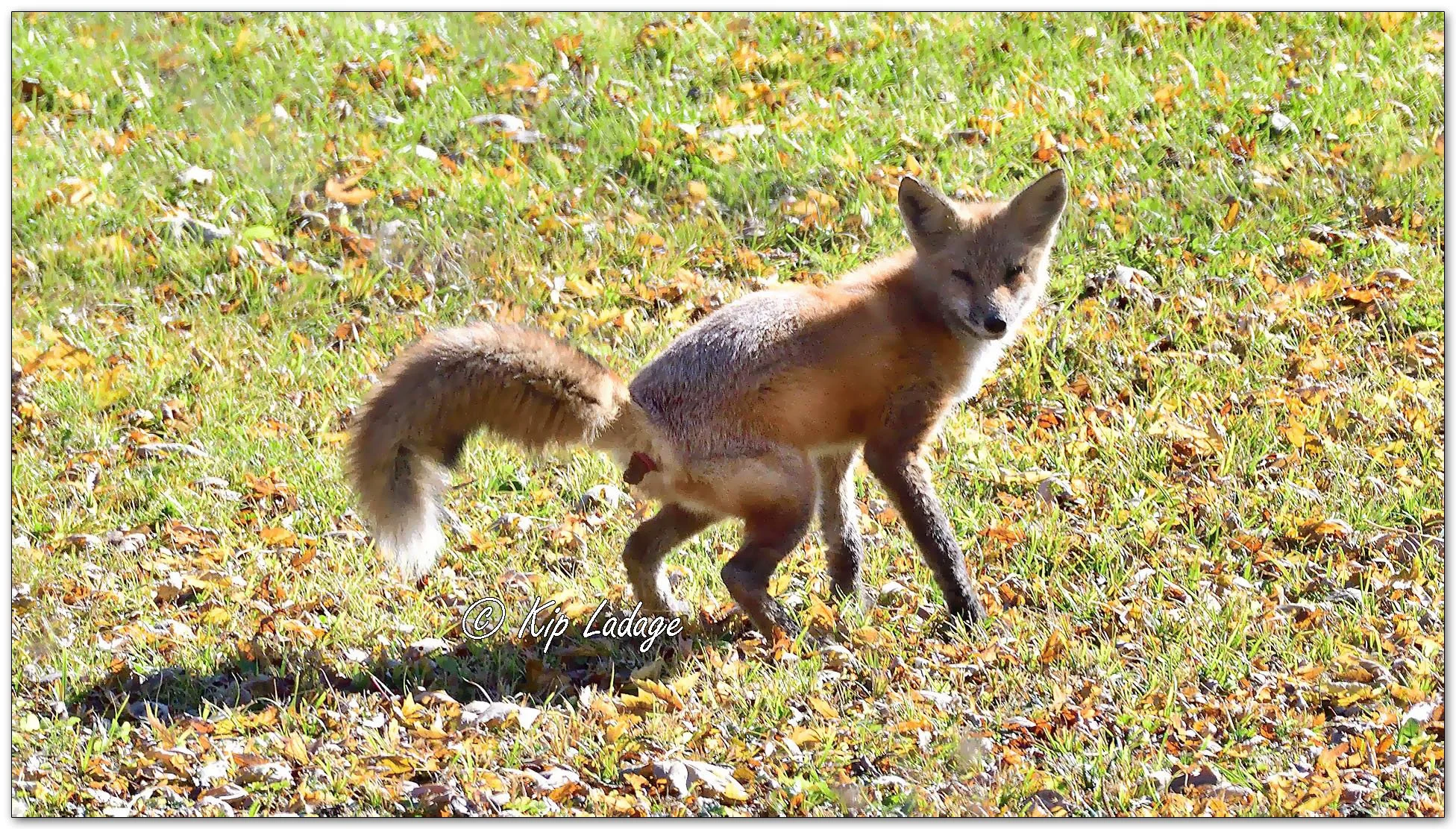 Red Fox Defecating