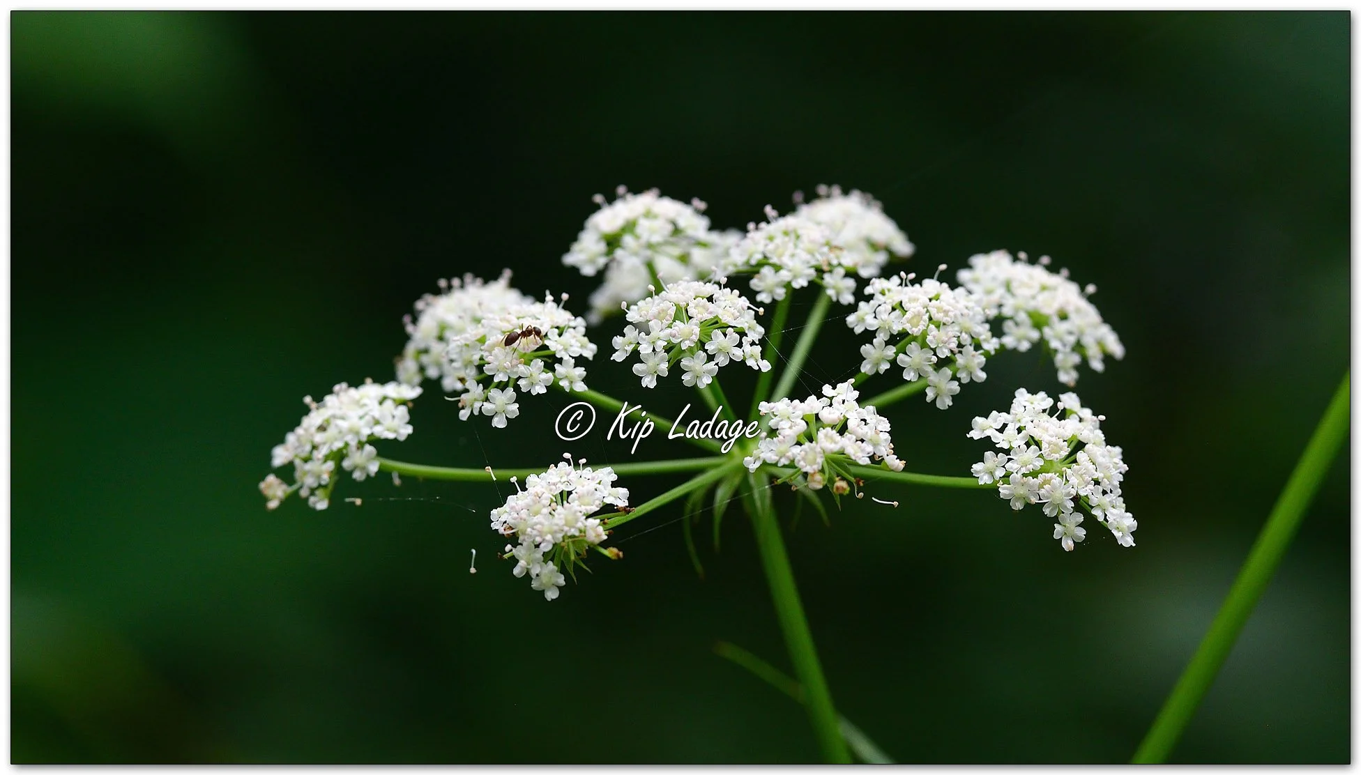 Hemlock Waterparsnip - Image 1002281