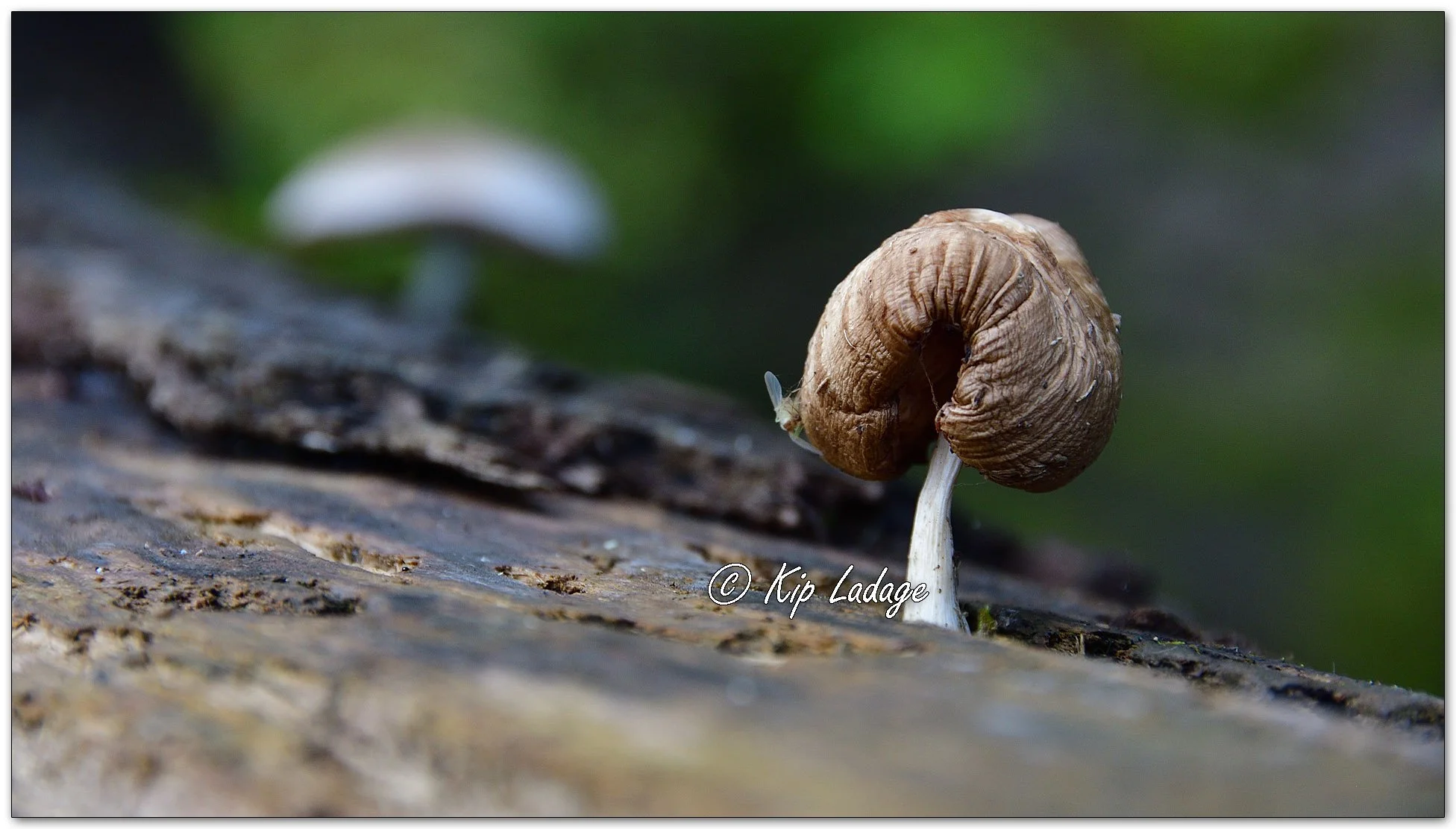 Deer Mushroom - Image 1145731
