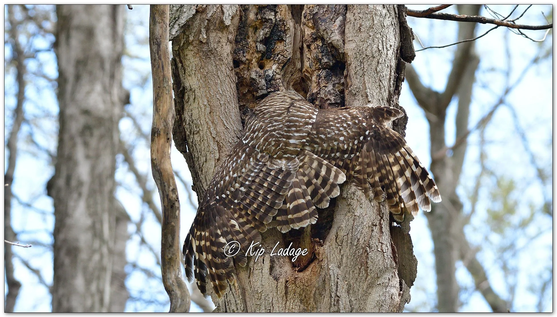 Adult Barred Owl - Image 1090434