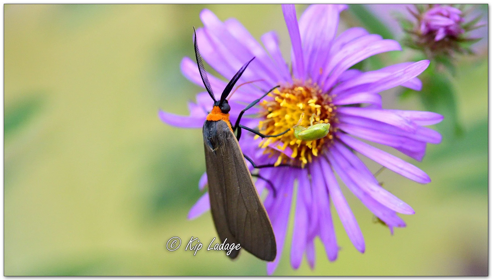 Yellow-collared Scape Moth - Image 1155095