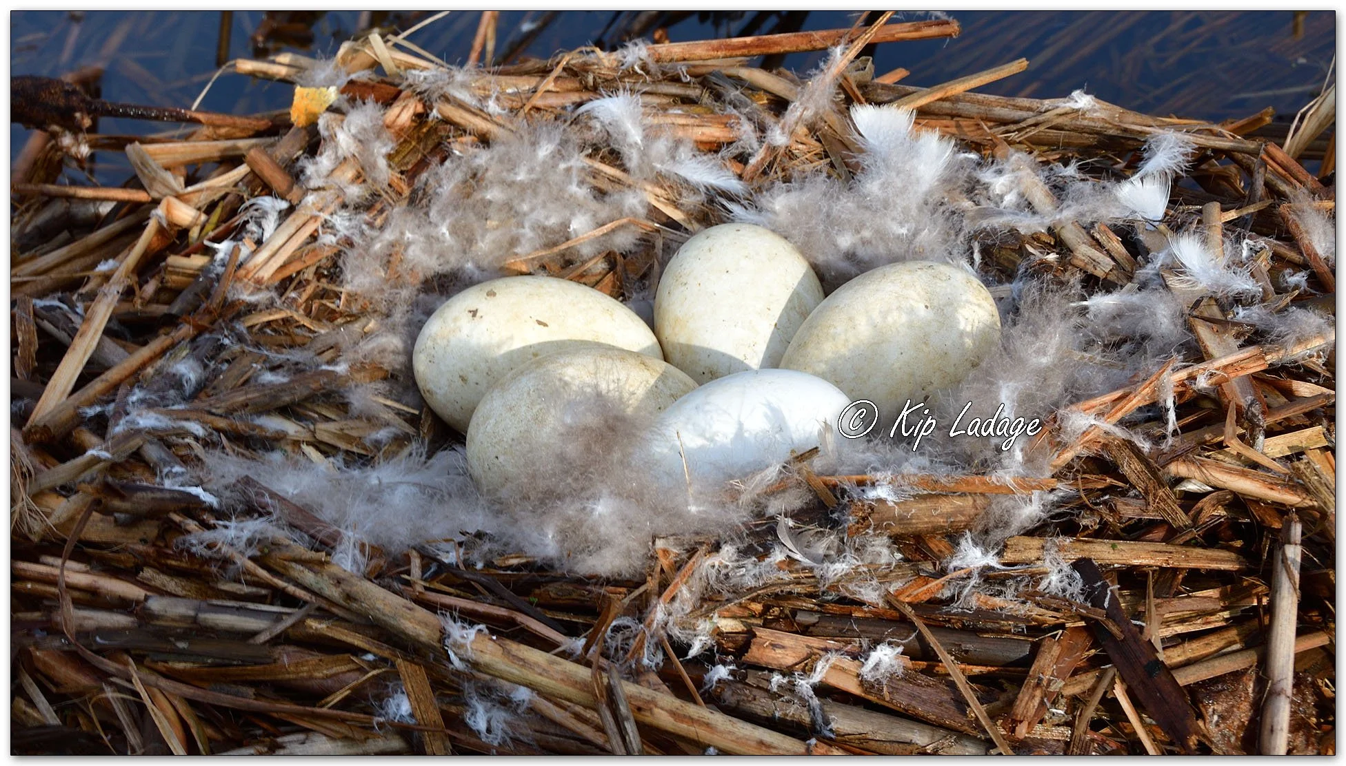 Canada Goose Nest with Eggs - image 1088661