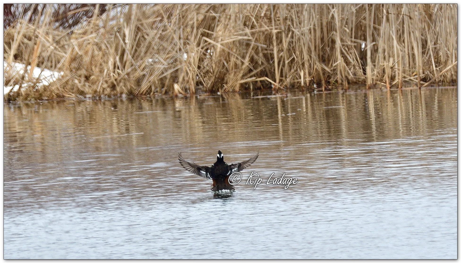 Hooded Merganser - Image 1066992