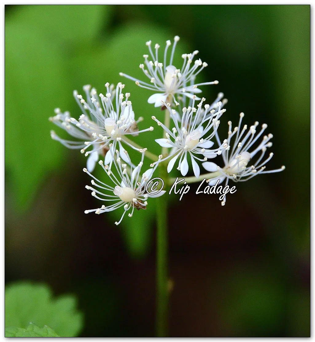 Red Baneberry - Image 1094639