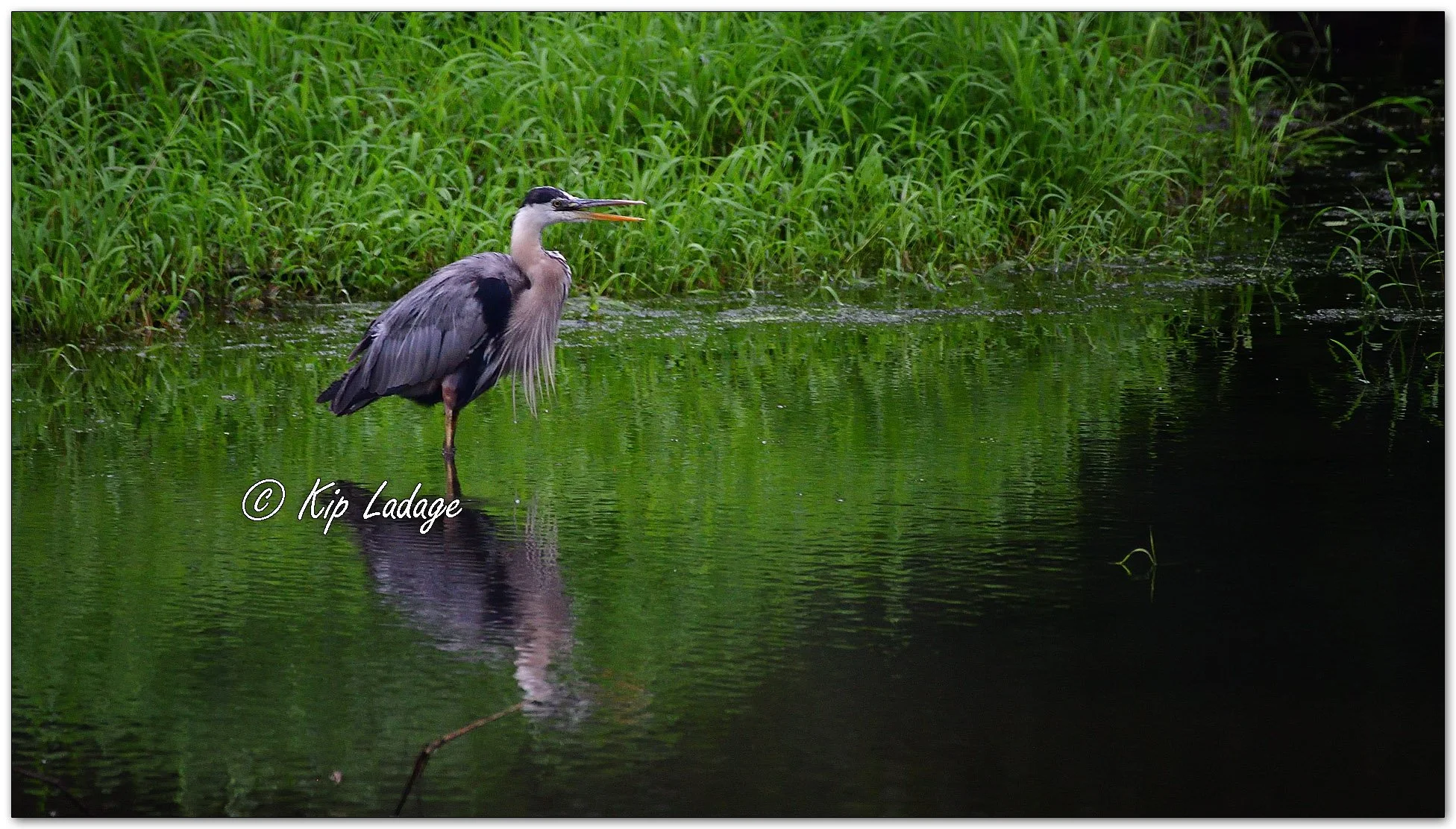 Great Blue Heron - Image 1129474