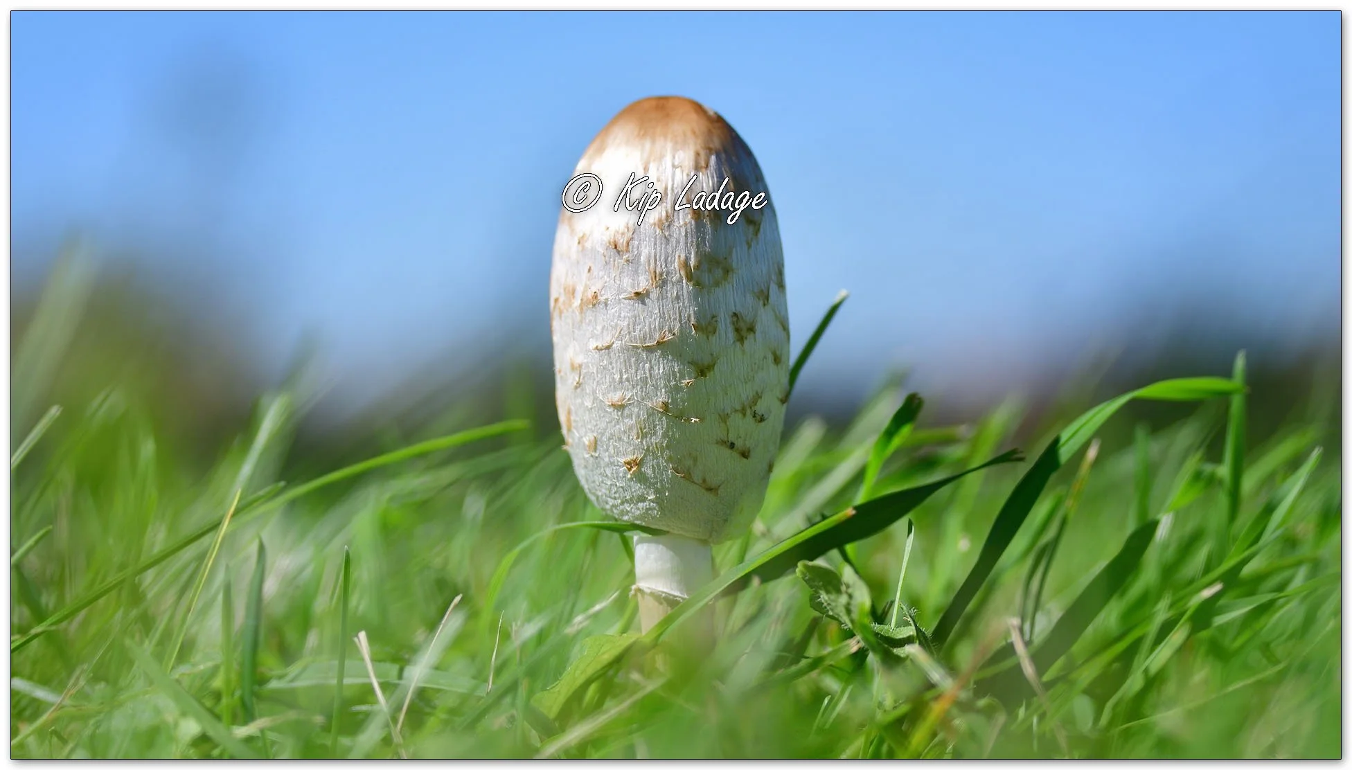 Shaggy Mane (Ink Cap) - Image 1158854