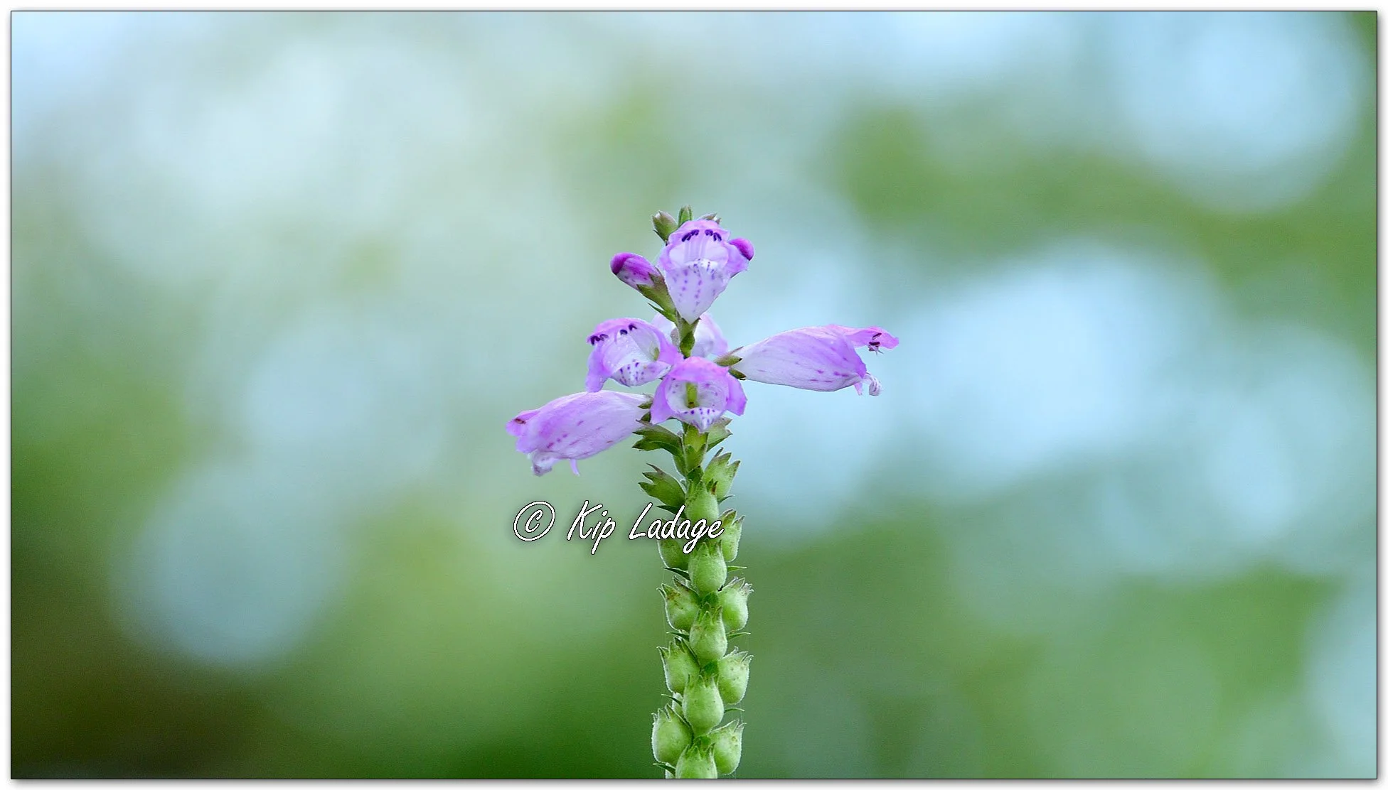 Obedient Plant - Image 1137402