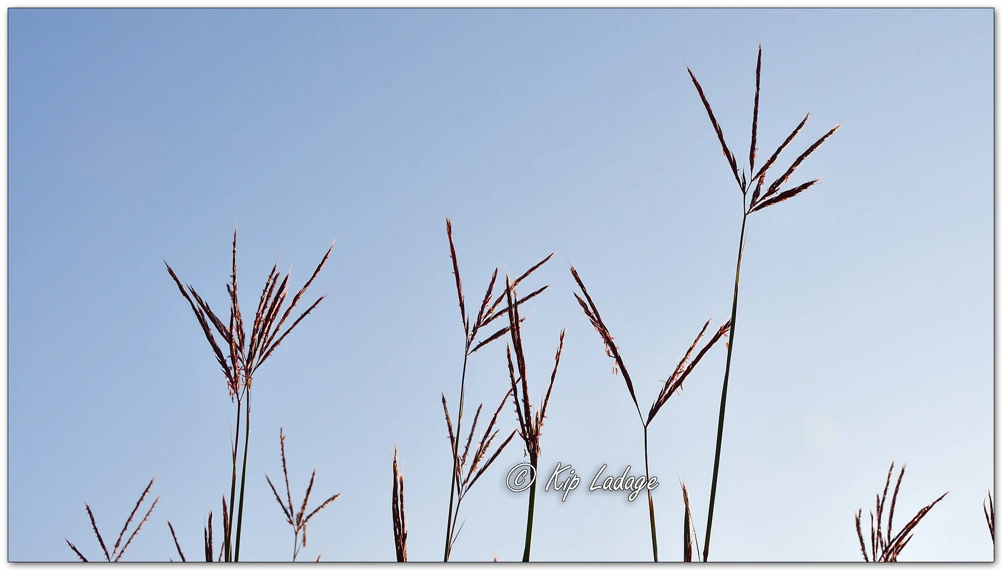 Big Bluestem at Sunrise - Image 1138513