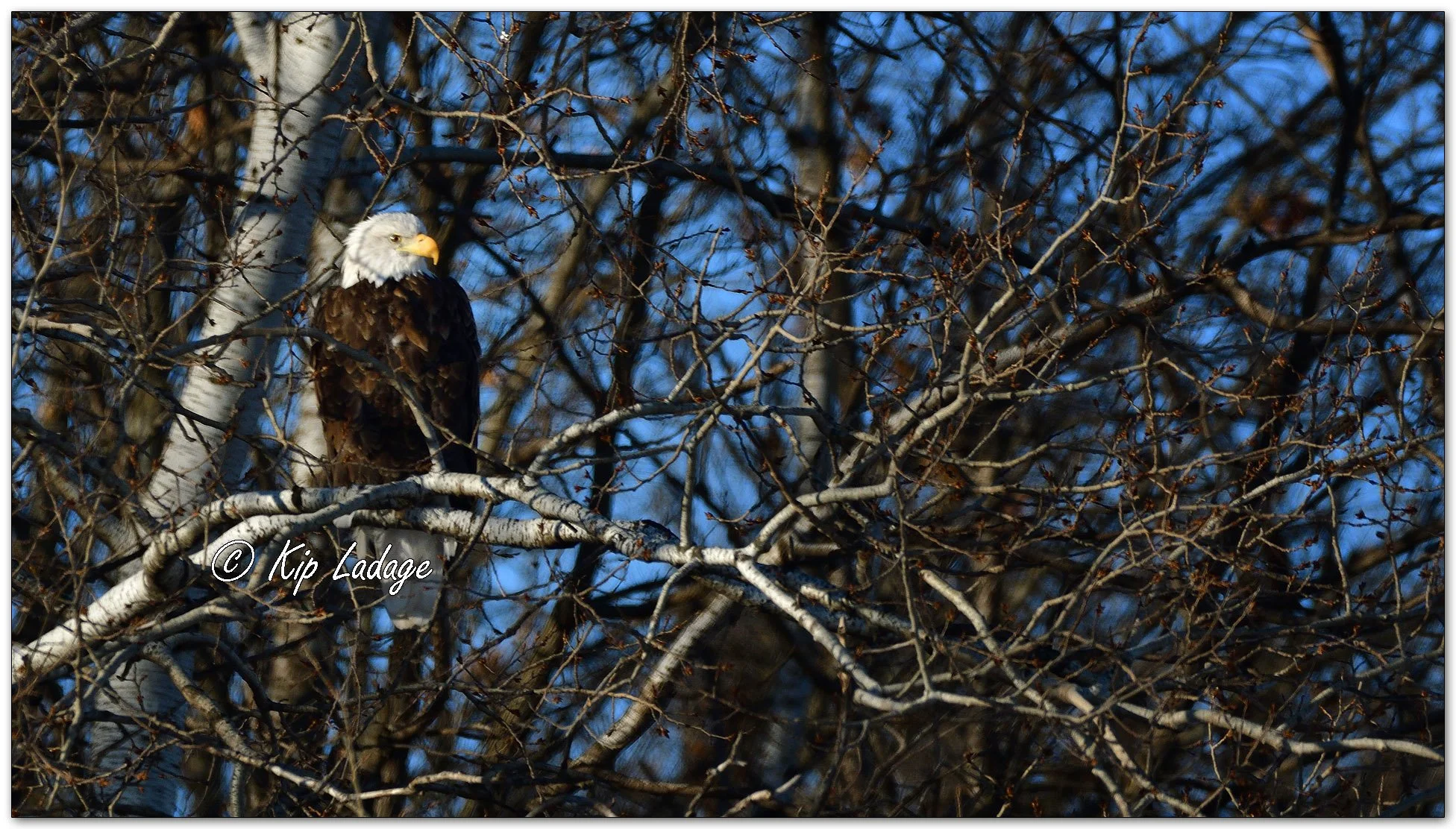 Adult Bald Eagle in Quaking Aspen - Image 1059468