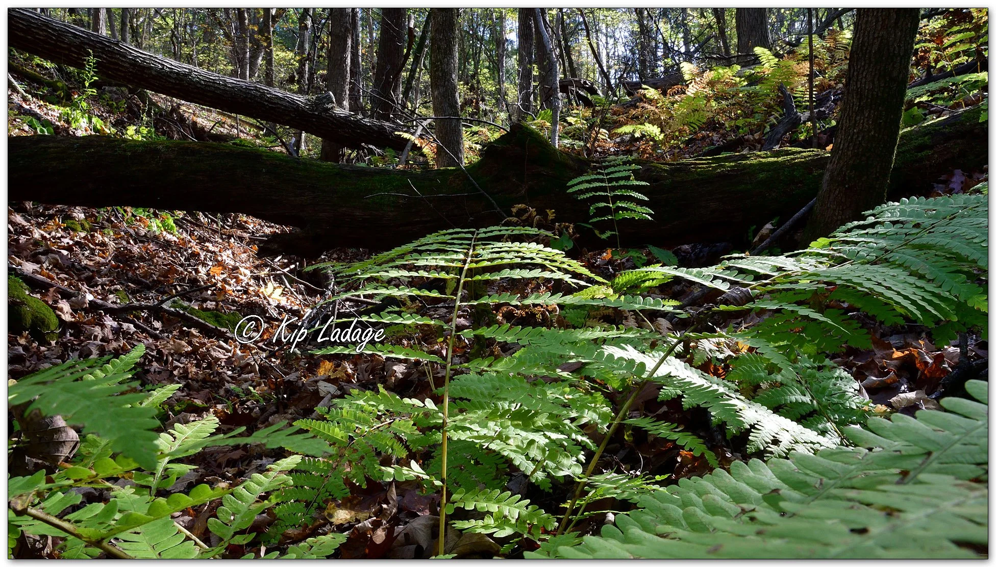Interrupted Fern - image 1164795