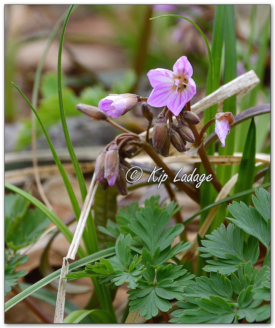 Spring Beauty - Image 1084299