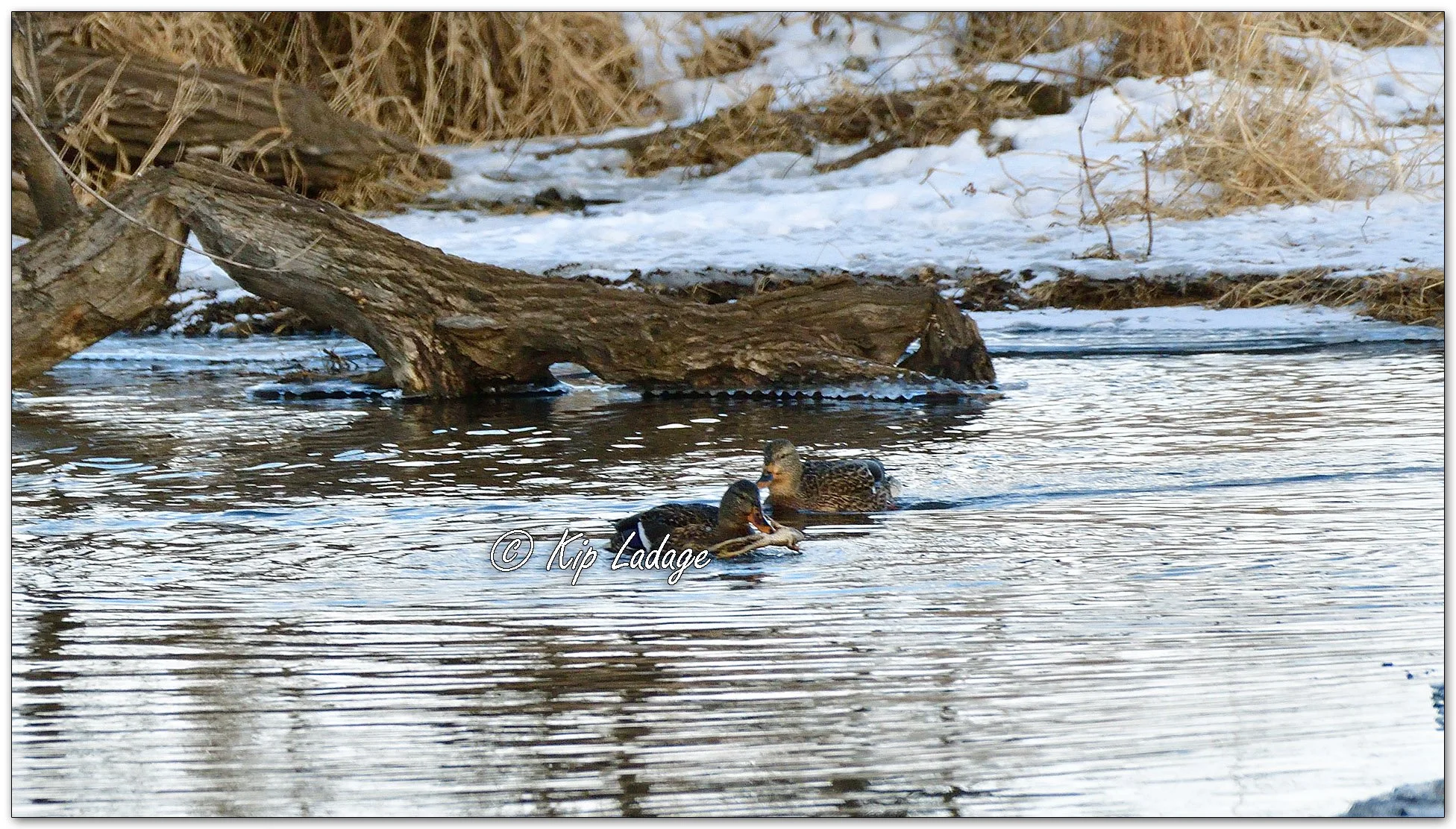 Hen Mallard Eating Frog - Image 1051446