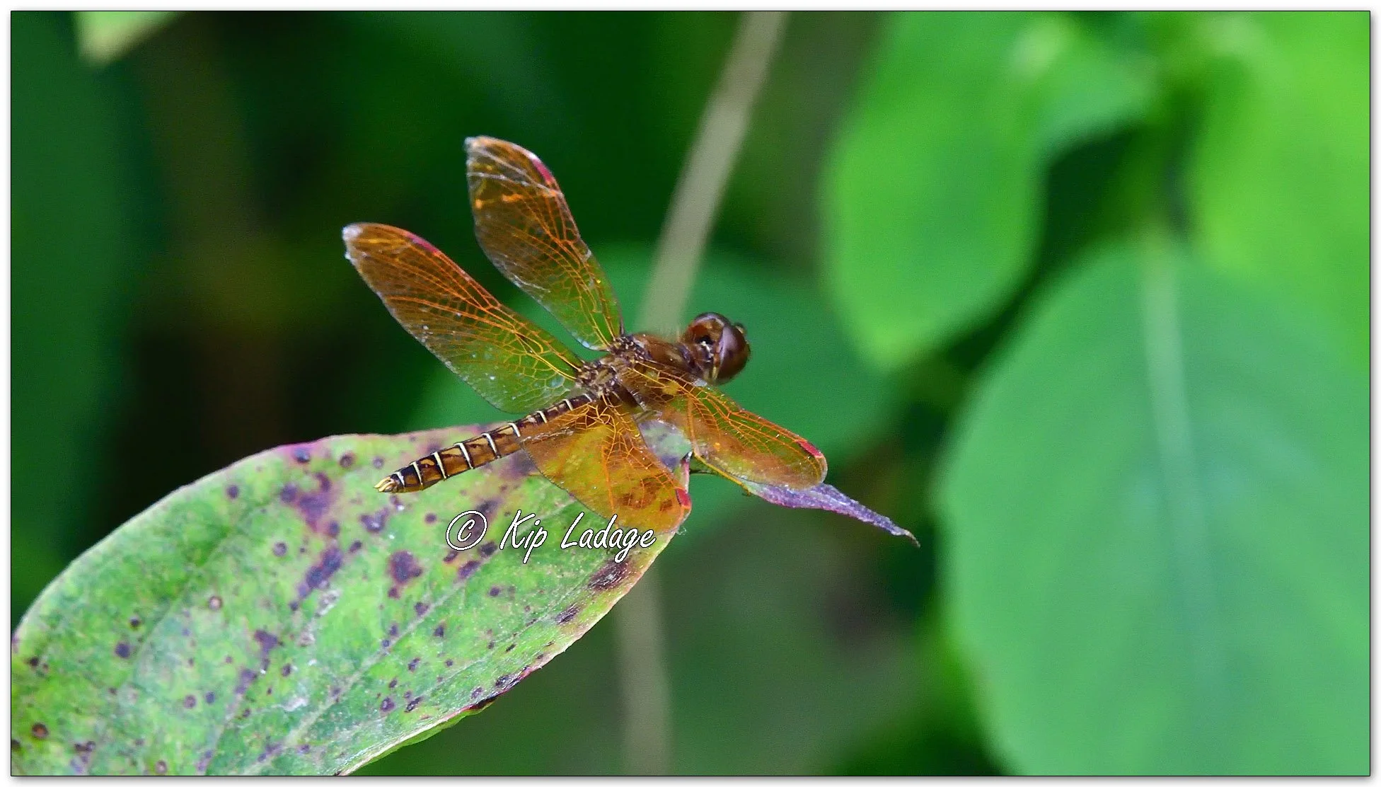 Eastern Amberwing Dragonfly - Image 1128866