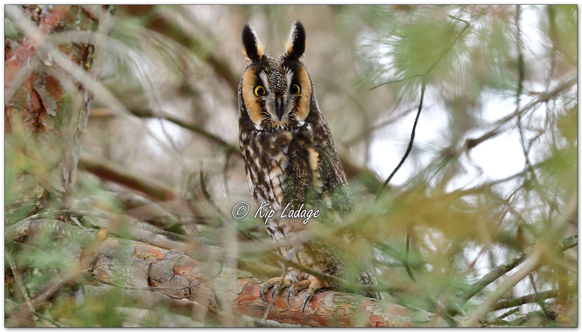 Long-eared Owl - Image 1057470